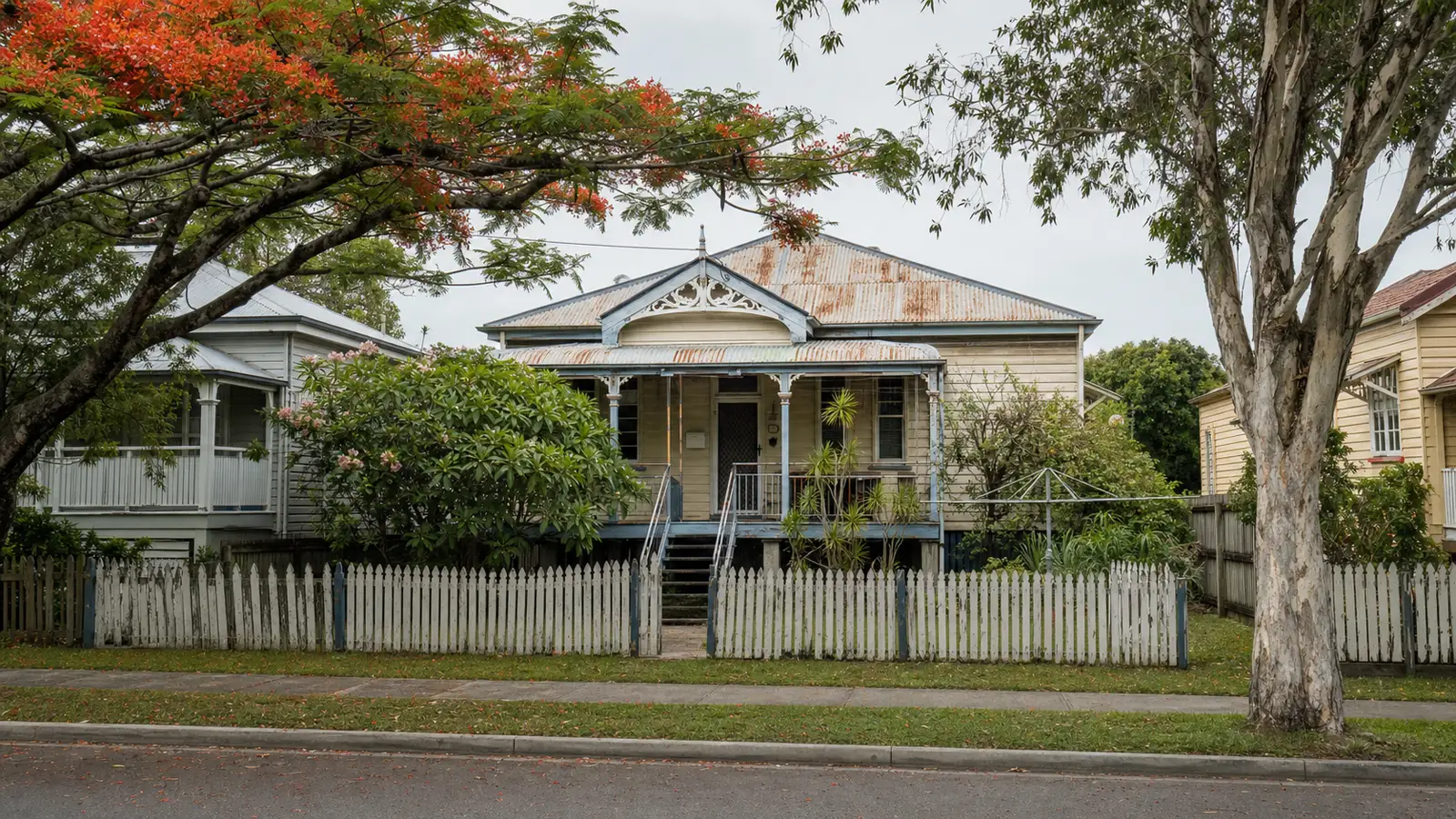 Tired traditional Queenslander cottage before knock-down rebuild, faded cream weatherboards with pale blue trim, rusted corrugated iron roof, decorative gable fretwork, elevated on painted timber stumps, poinciana in bloom overhead.